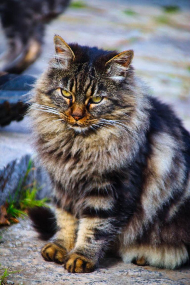 trekking orchi lattani 12 768x1152