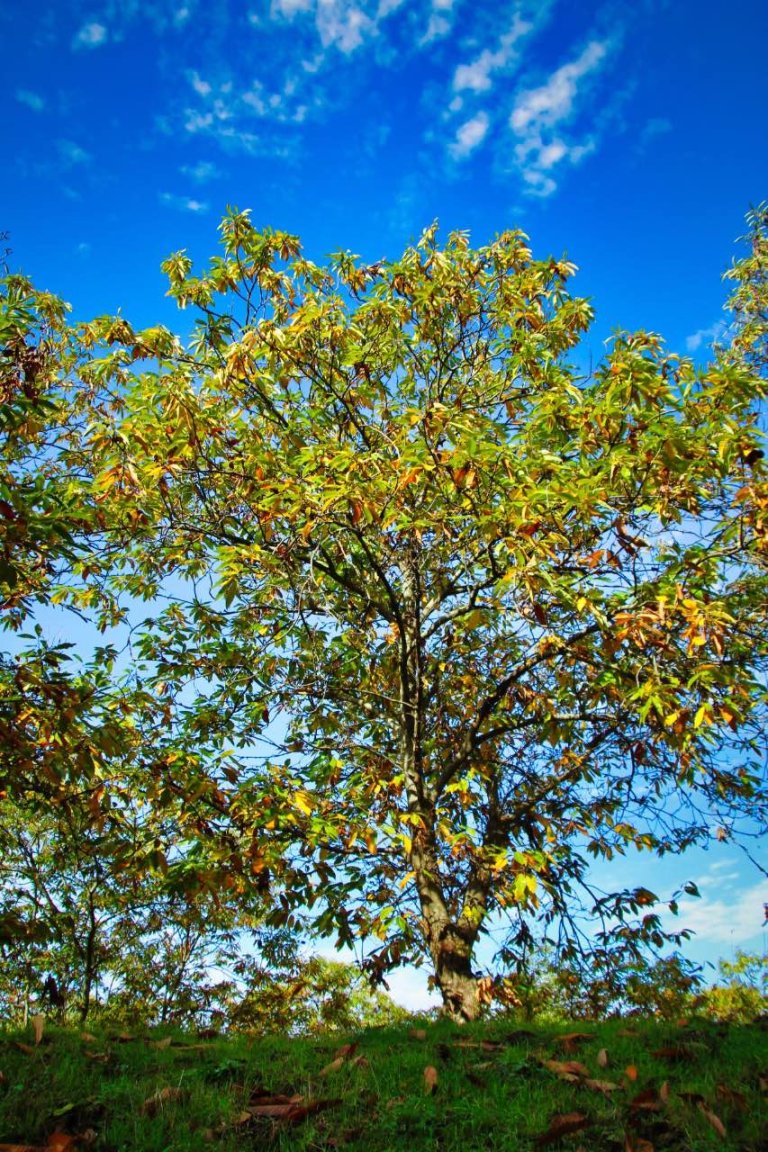 trekking orchi lattani 2 768x1152