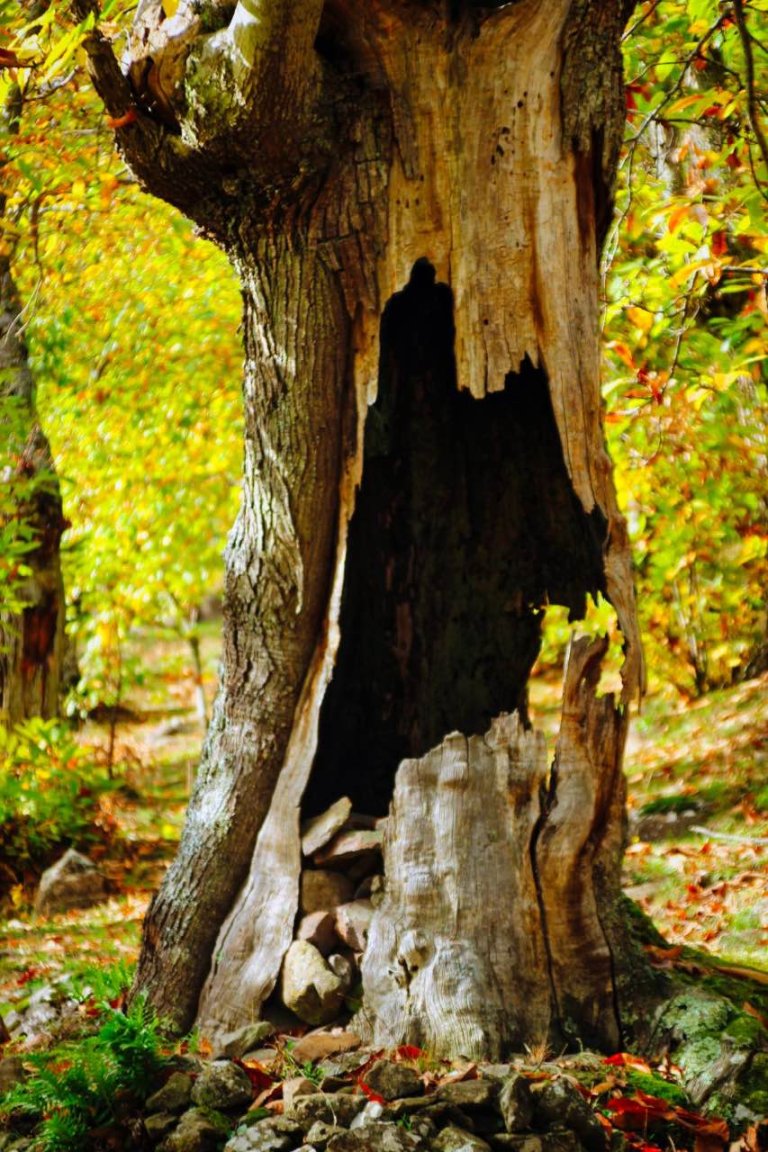 trekking orchi lattani 8 768x1152