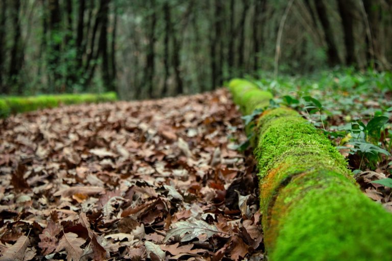 trekking-doline-montepugliano-suggestine-foglie trekking-doline-montepugliano-suggestine-foglie
