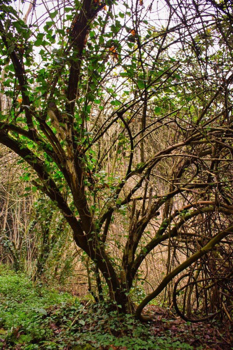 trekking-doline-montepugliano-vegetazione trekking-doline-montepugliano-vegetazione