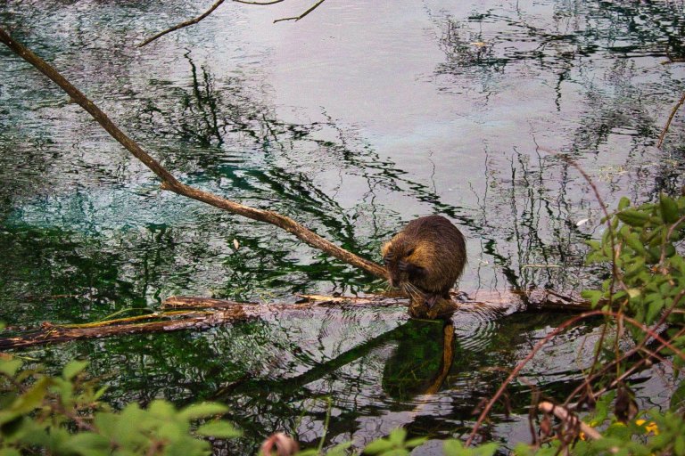 trekking-doline-montepugliano-nutrie trekking-doline-montepugliano-nutrie