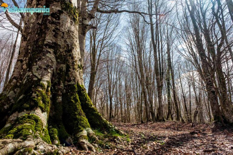 trekking antece 2 768x512