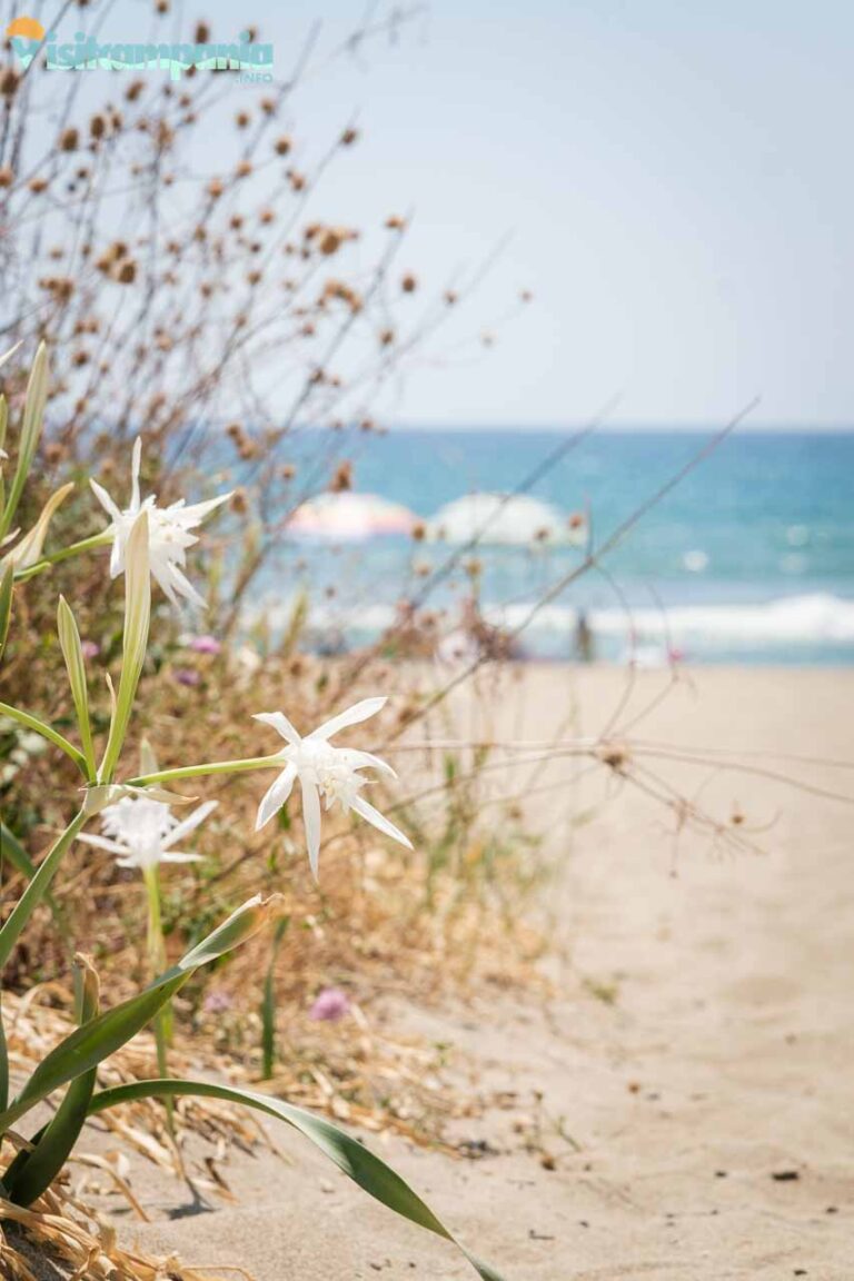 SPIAGGE PAESTUM 00008 768x1152